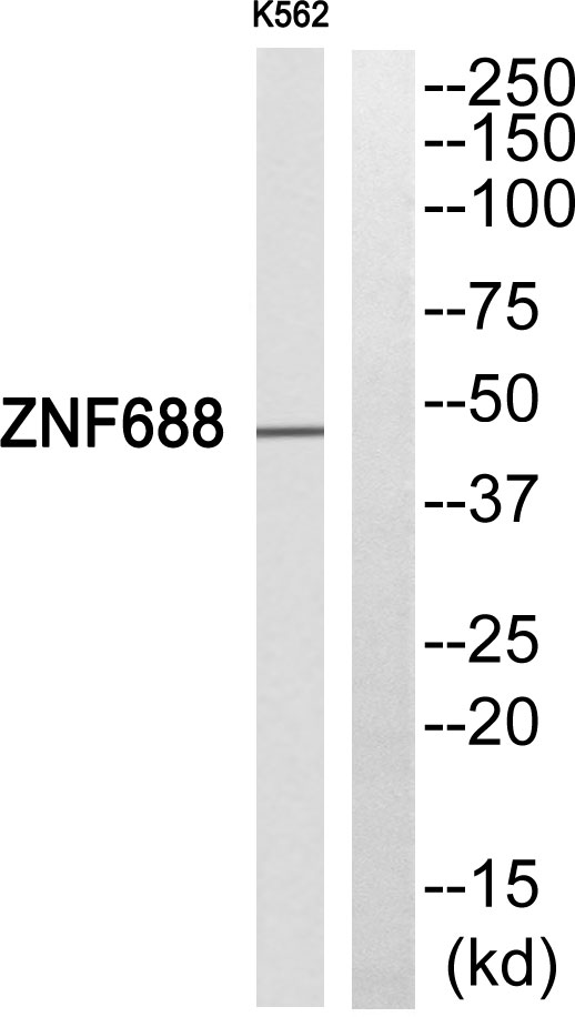 ZNF688 Ab