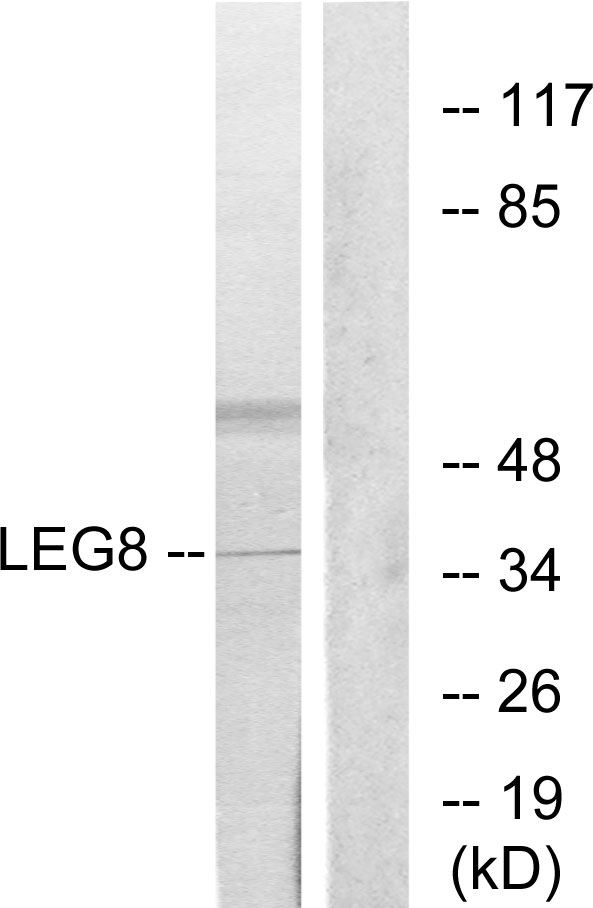 Galectin 8 Ab