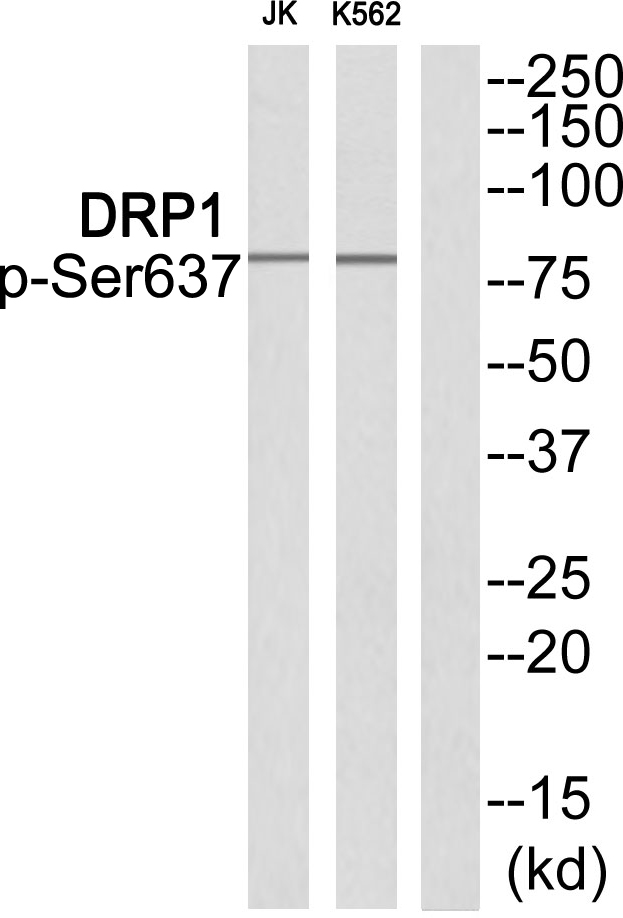 p-DNM1L (S637) Ab