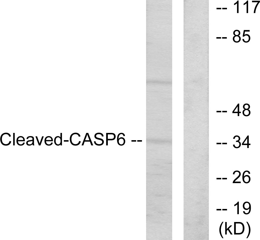 Cleaved-Caspase 6 p18 Ab