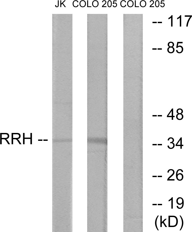 RRH Ab