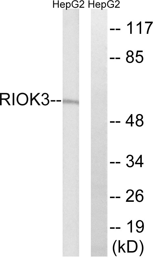 RIO kinase 3 Ab