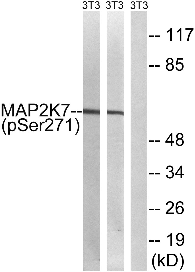 p-MEK7 (S271) Ab