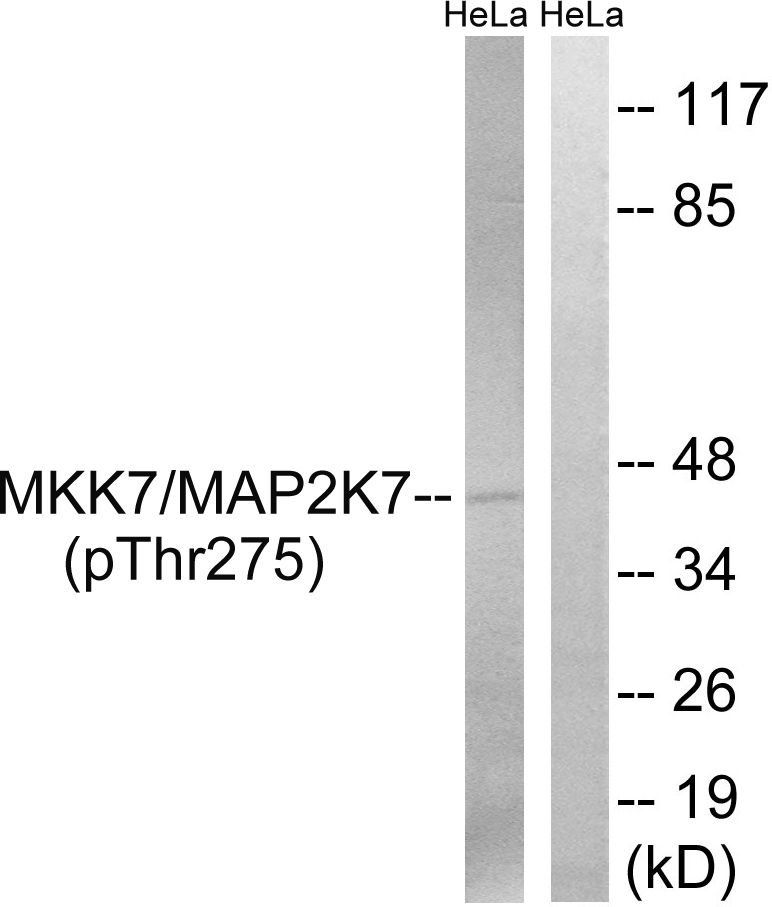 p-MEK7 (T275) Ab