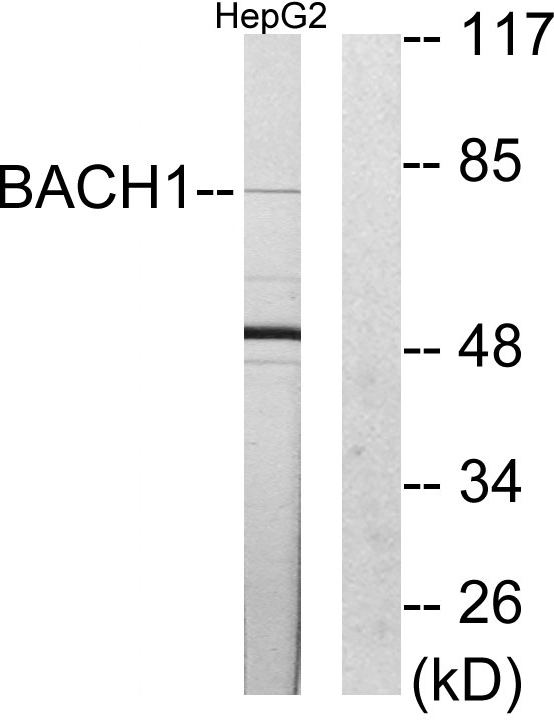 BACH1 Ab