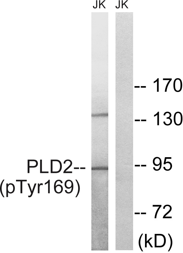 p-PLD 2 (Y169) Ab