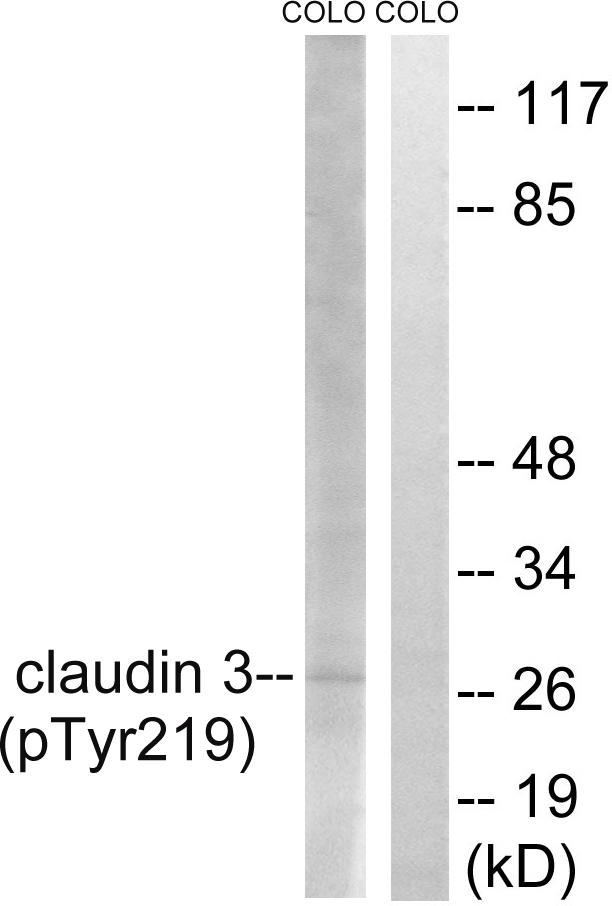 p-Claudin 3 (Y219) Ab