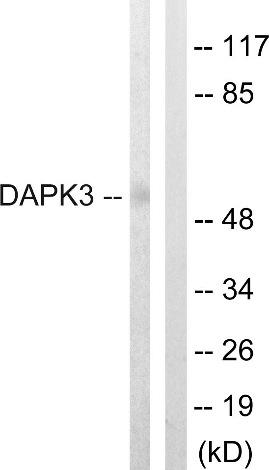 DAP kinase 3 Ab