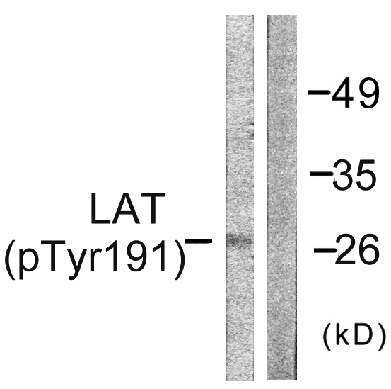 p-LAT (Y191) Ab