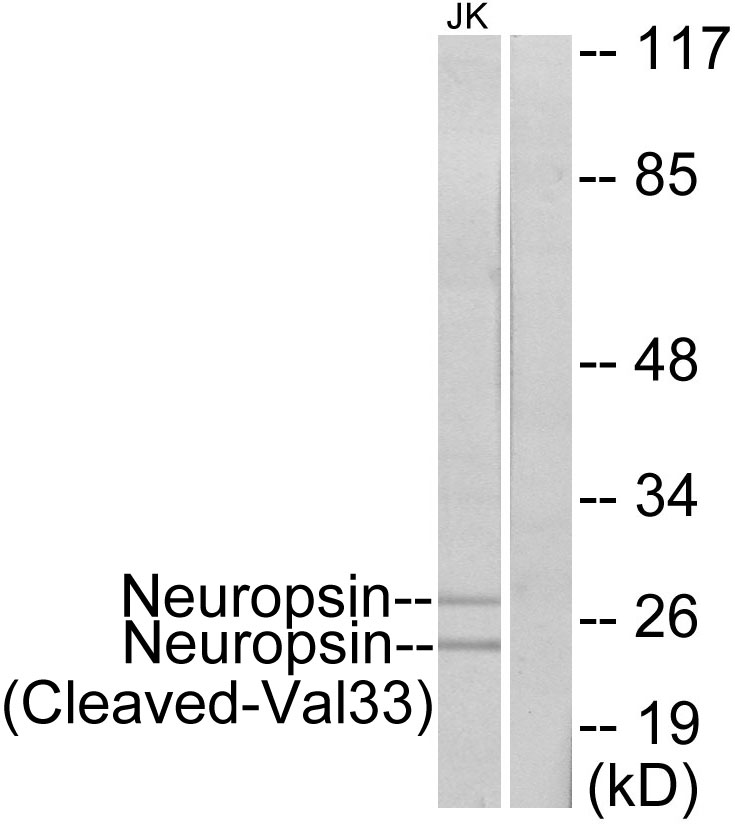 Kallikrein 8 Ab