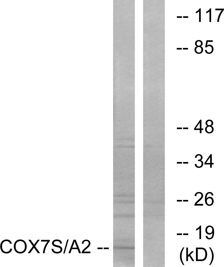 COX 7A2/3 Ab