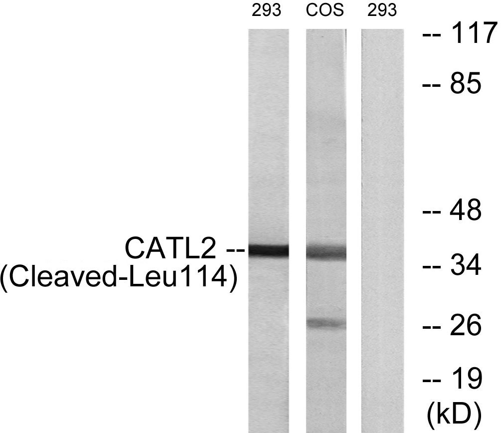 Cathepsin L2 Ab