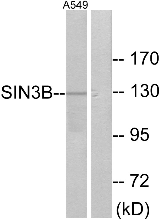 SIN3B Ab