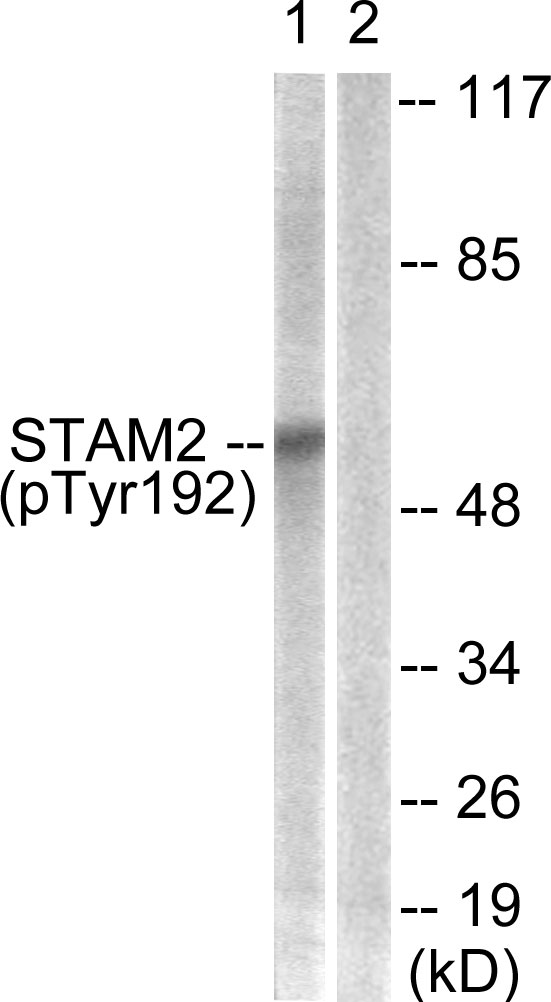 p-STAM2 (Y192) Ab