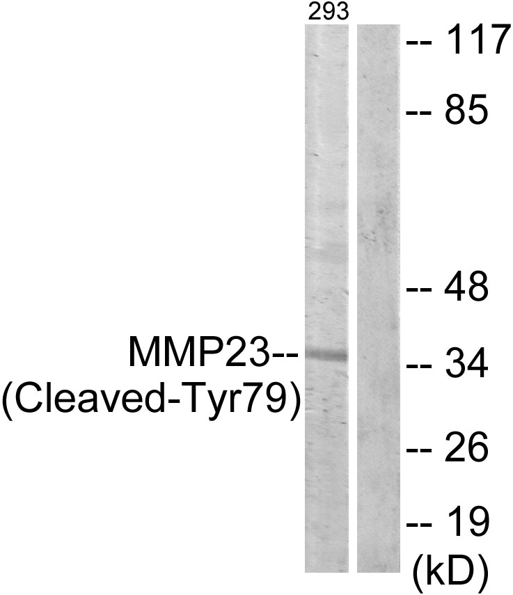 Cleaved-MMP23 (Y79) Ab