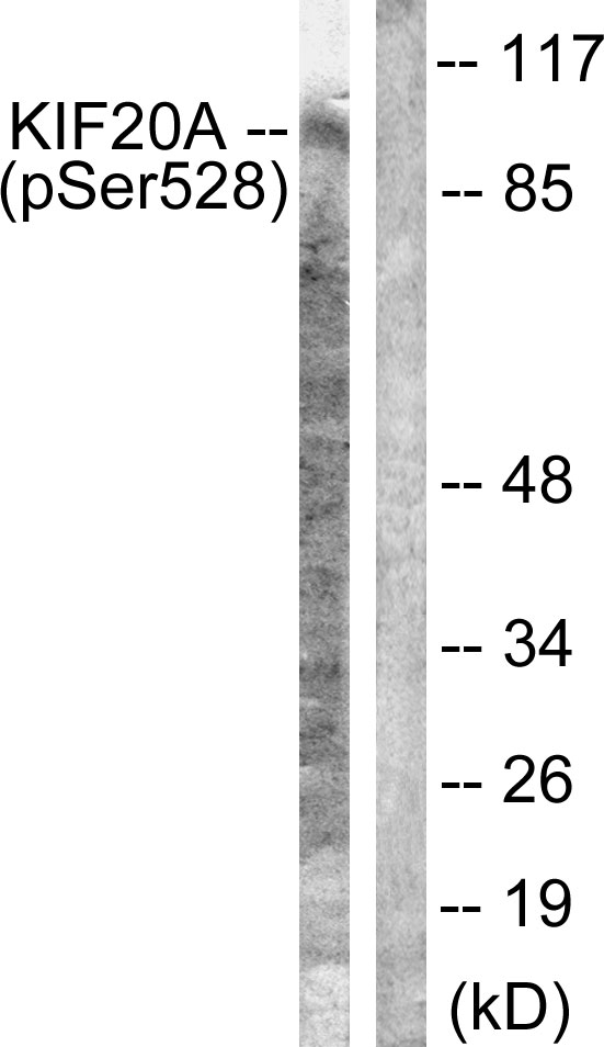 p-KIF20A (S528) Ab