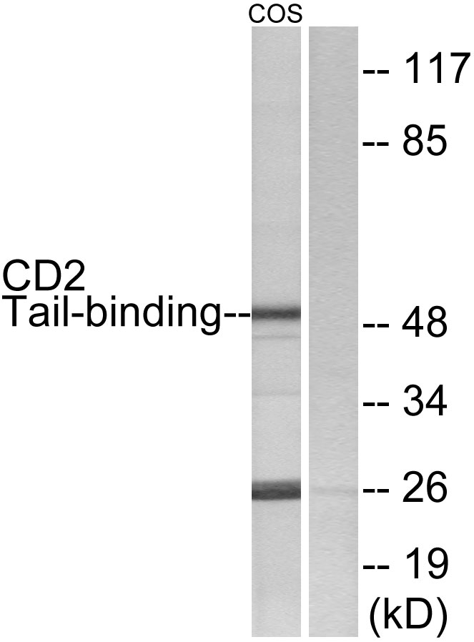 CD2 tail binding protein 2 Ab