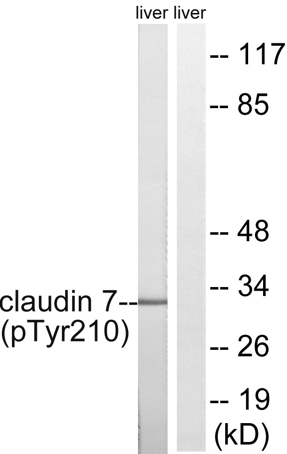 p-Claudin 7 (Y210) Ab