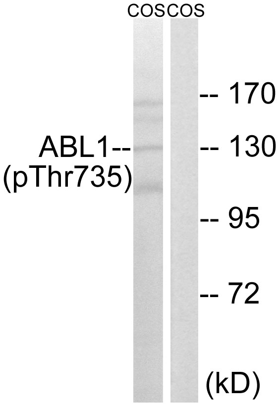 p-ABL1 (T735) Ab