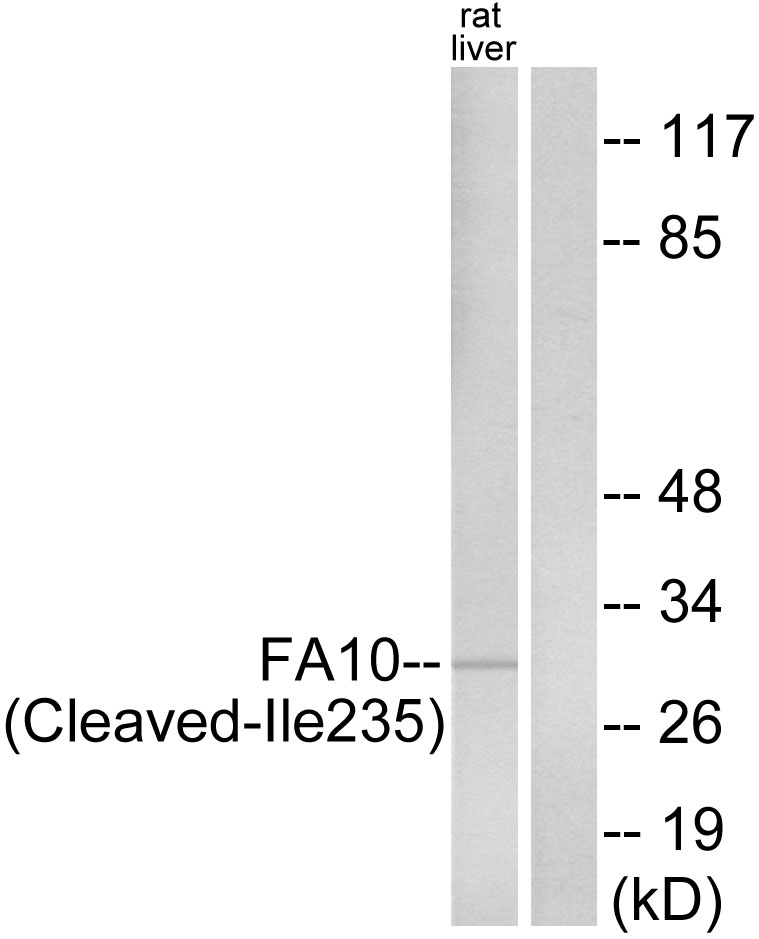 Coagulation factor X heavy chain Ab