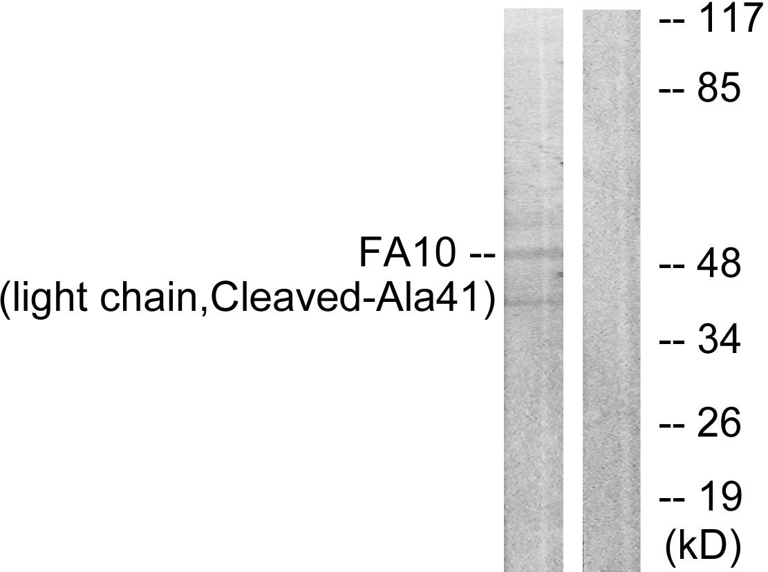 Coagulation factor X light chain Ab