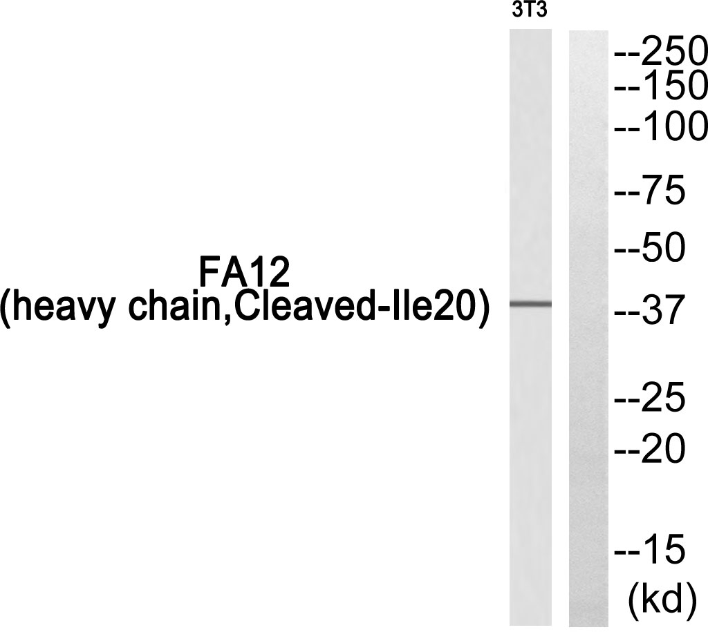 Coagulation factor XII heavy chain Ab