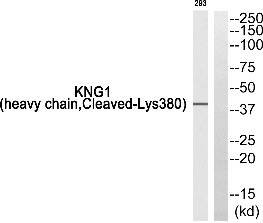 Kininogen 1 heavy chain Ab