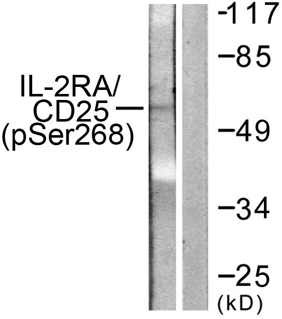 p-IL 2 receptor alpha (S268) Ab