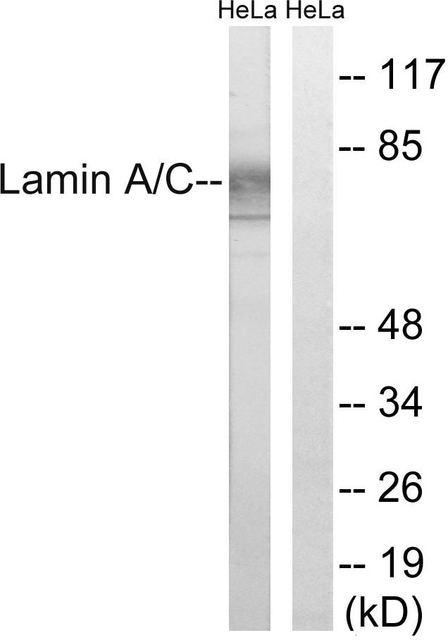 Lamin A/C Ab