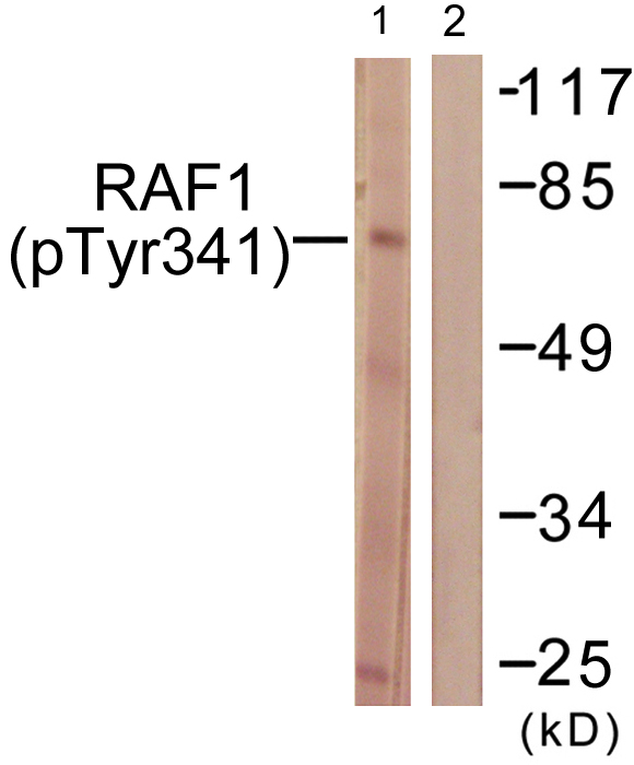 p-c Raf (Y341) Ab