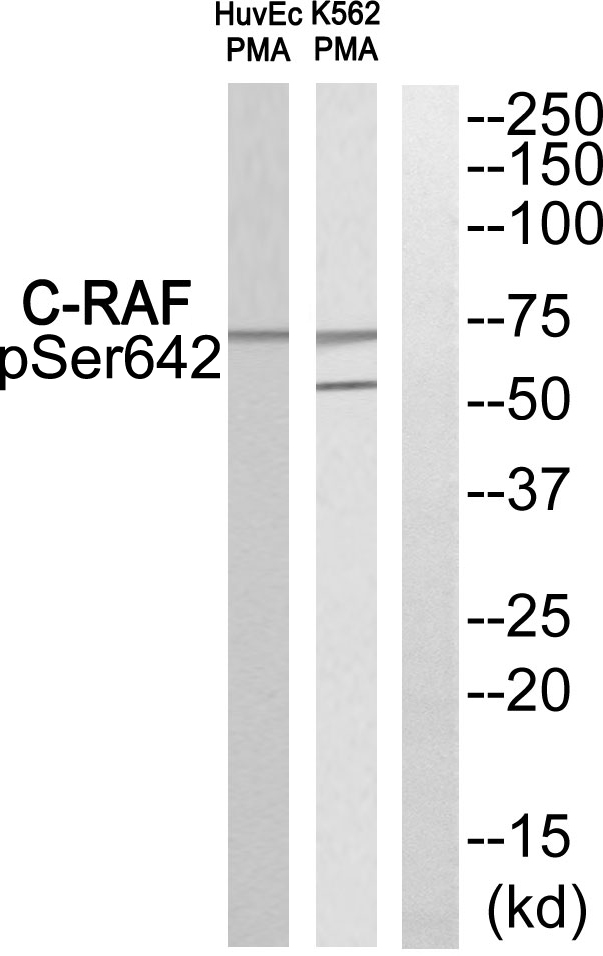 p-c Raf (S642) Ab