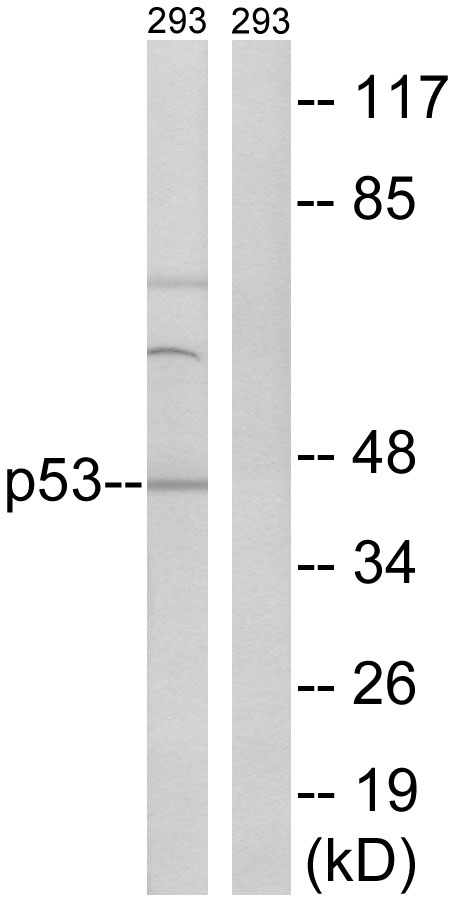 p53 Ab