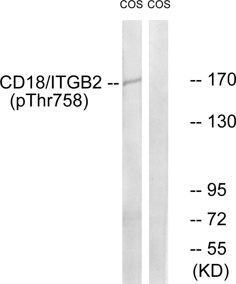 p-Integrin beta 2 (T758) Ab