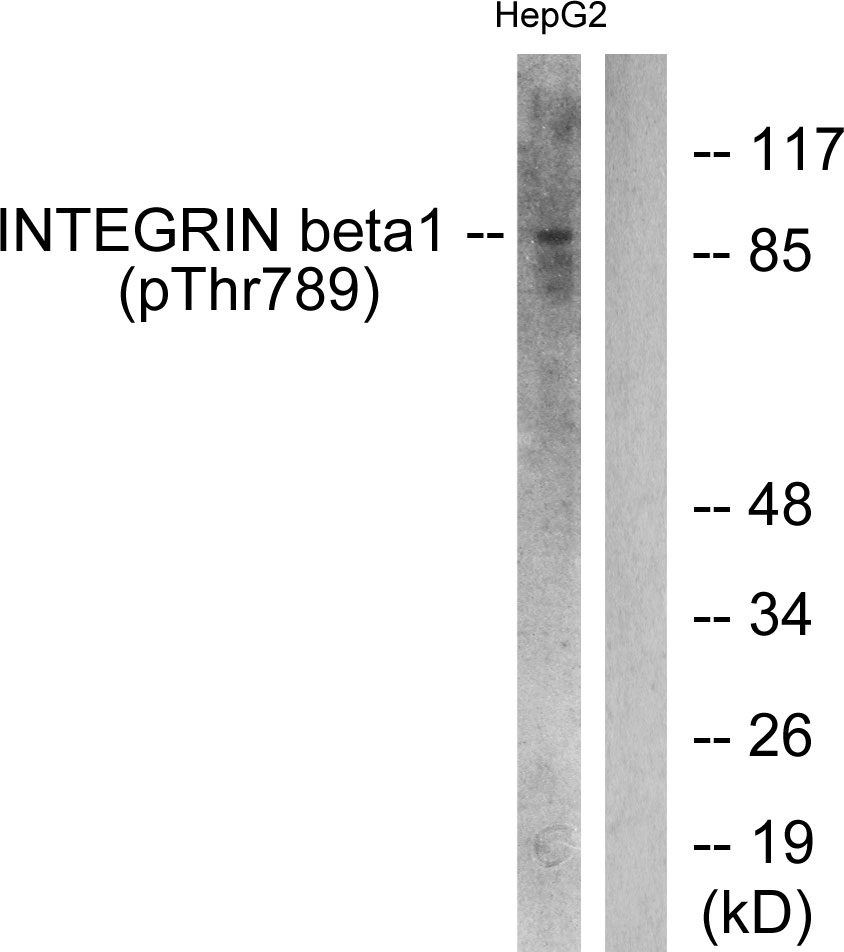 p-Integrin beta 1 (T789) Ab