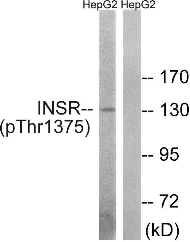 p-Insulin receptor (T1375) Ab