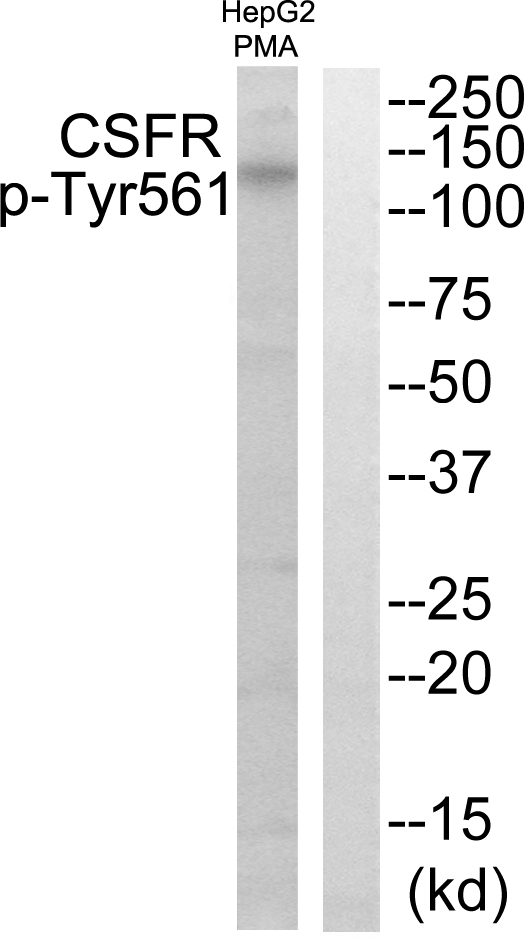 p-CSF 1R (Y561) Ab