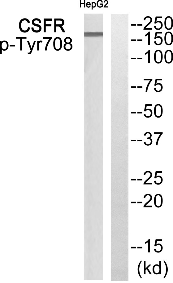 p-CSF 1R (Y708) Ab