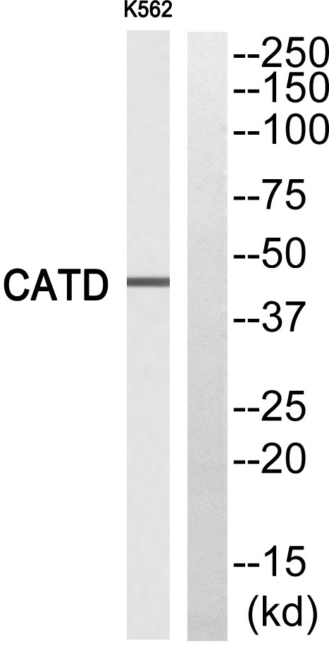 Cathepsin D light chain Ab