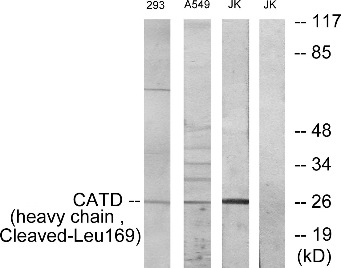 Cathepsin D heavy chain Ab