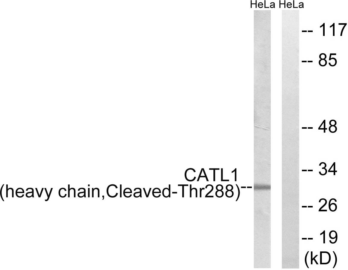 Cathepsin L heavy chain Ab