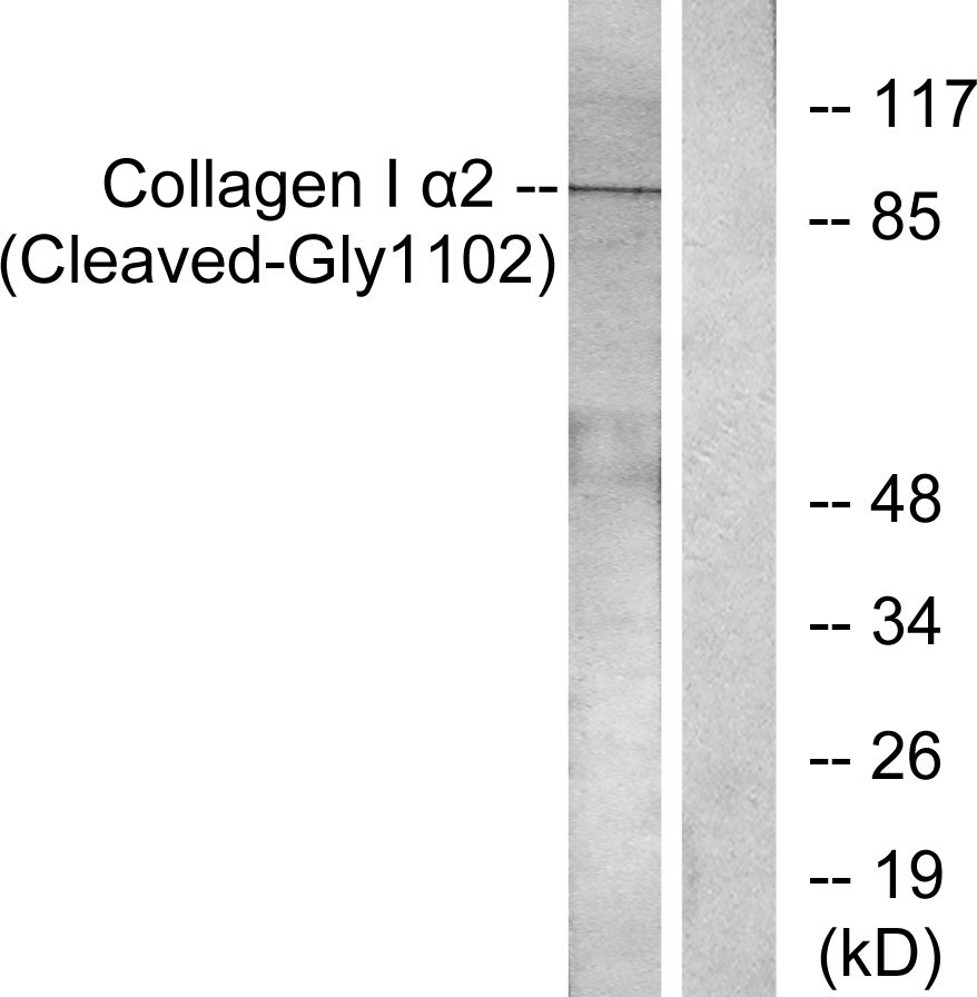 Collagen I alpha 2 Ab