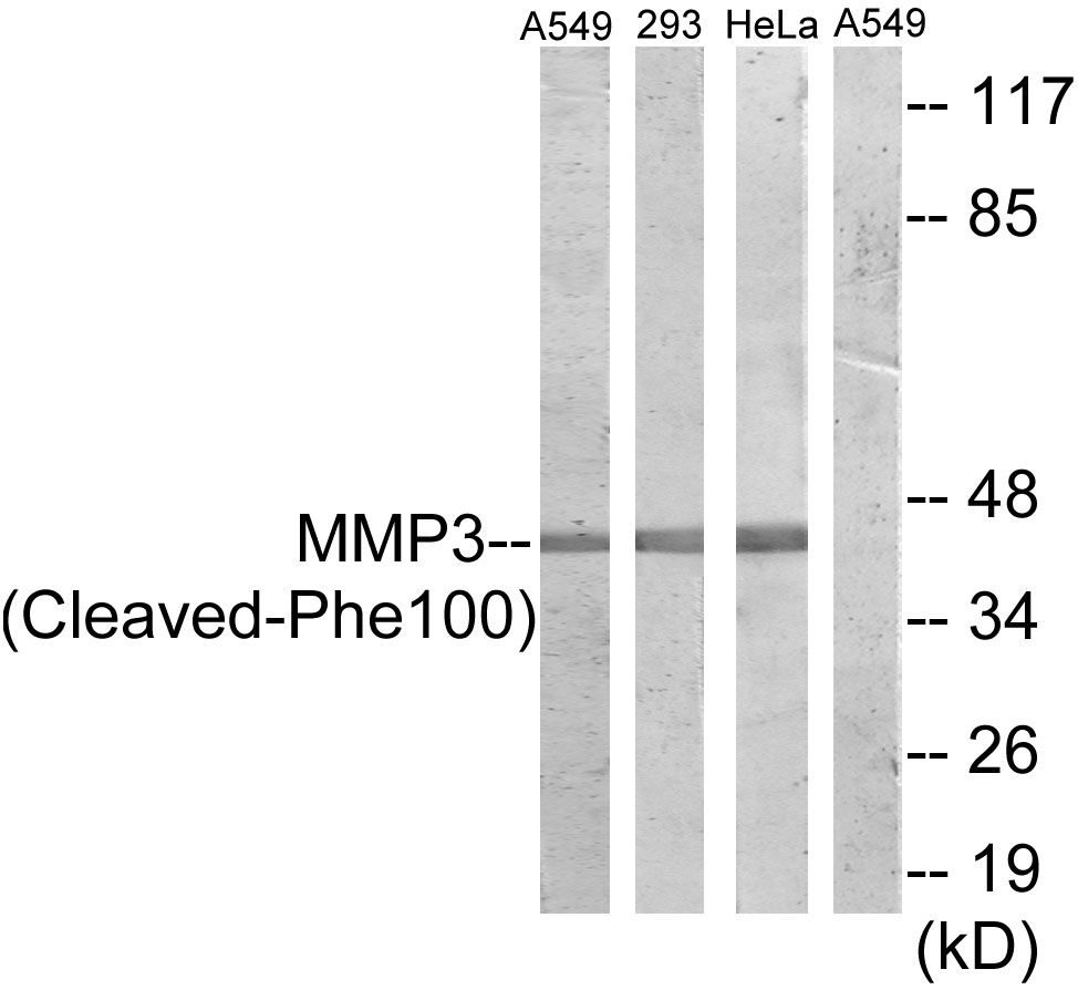 Cleaved-MMP3 (F100) Ab