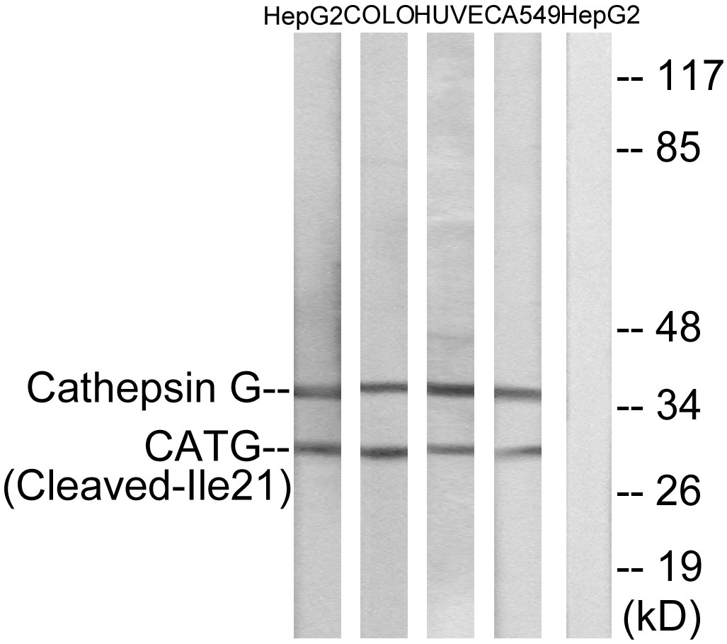 Cathepsin G Ab