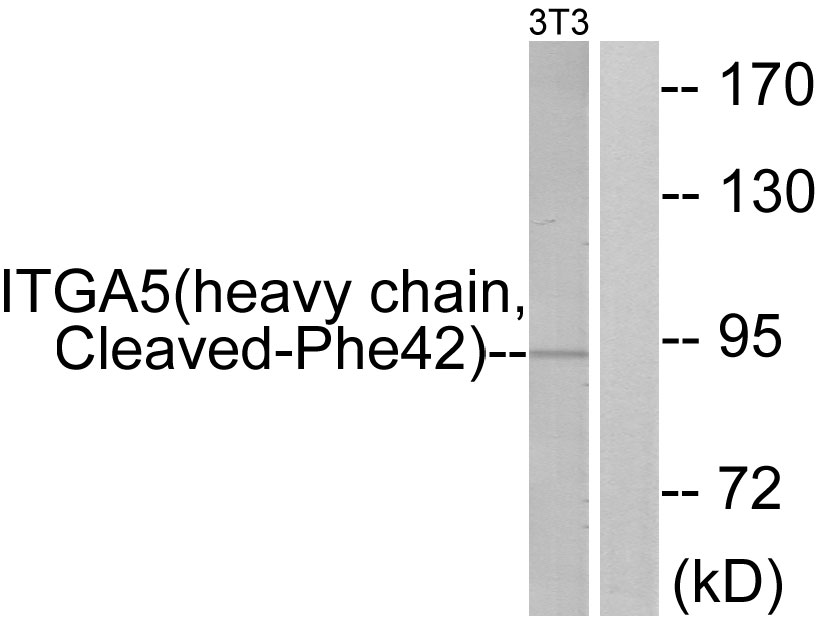 Integrin alpha 5 heavy chain Ab