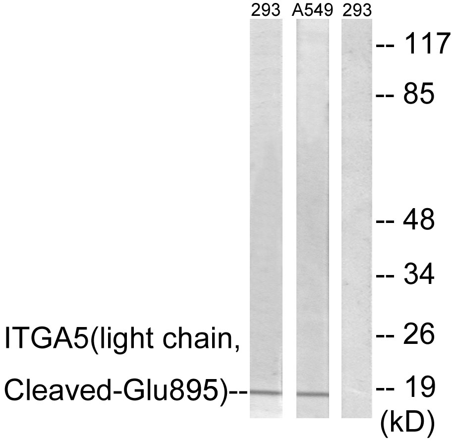 Integrin alpha 5 light chain Ab