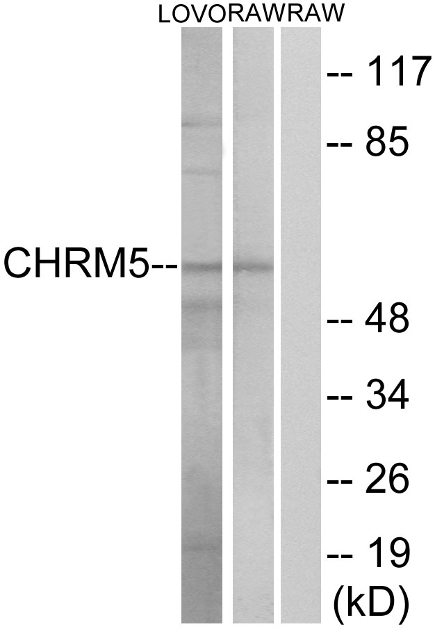 CHRM5 Ab