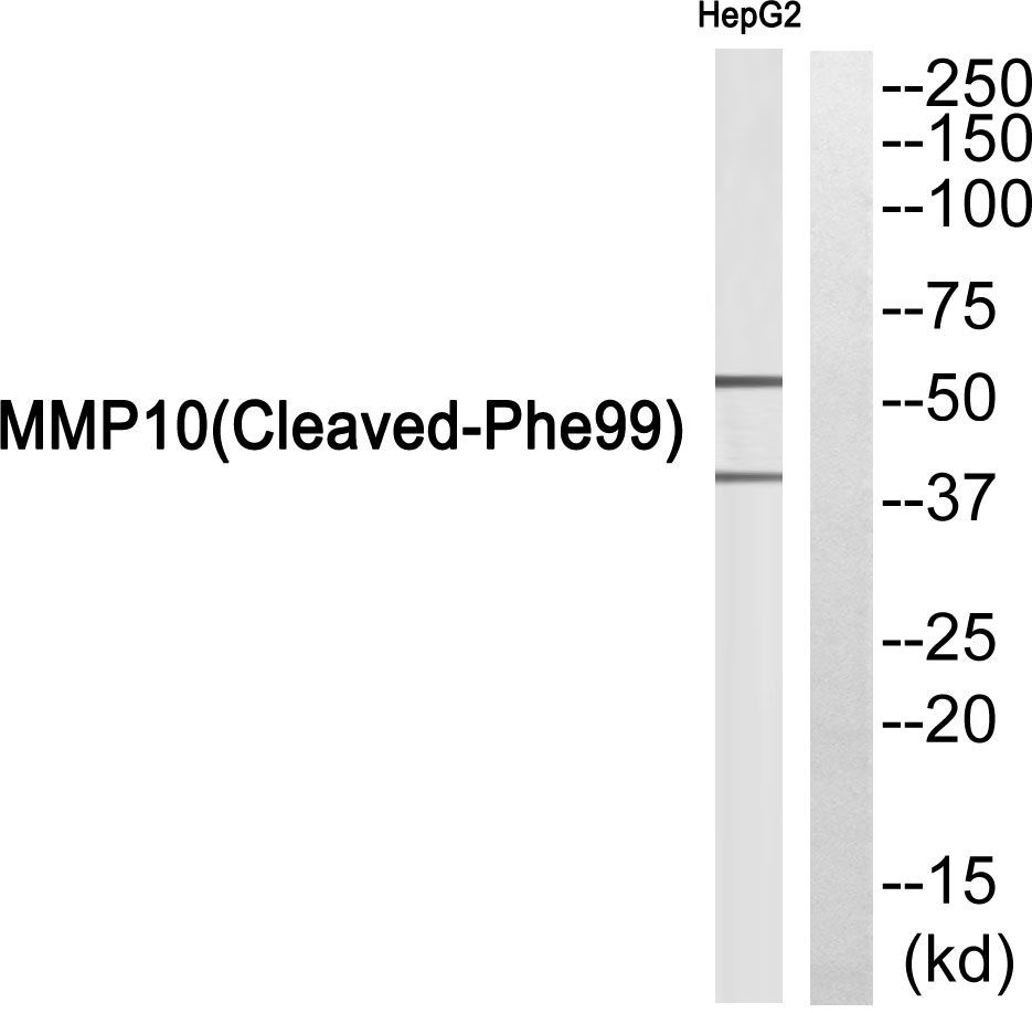 Cleaved-MMP10 (F99) Ab