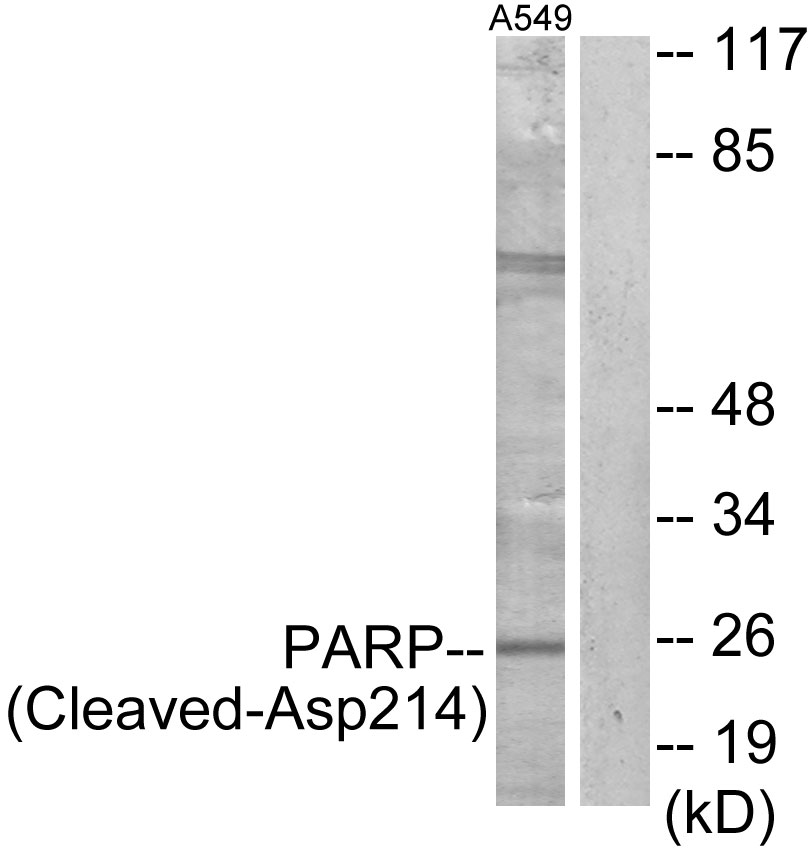 Cleaved-PARP 1 (D214) Ab