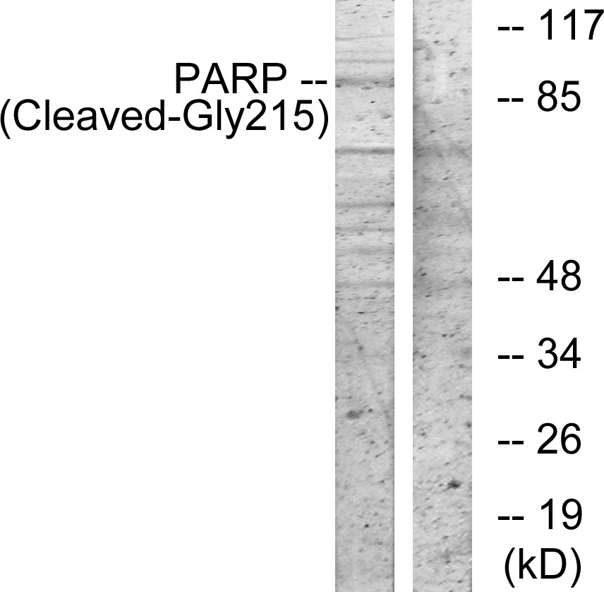 Cleaved-PARP 1 (G215) Ab