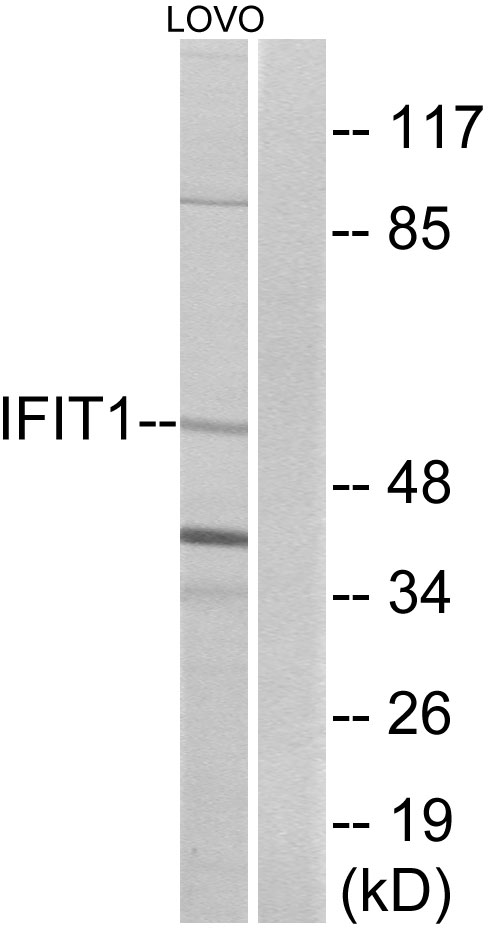 IFIT 1 Ab